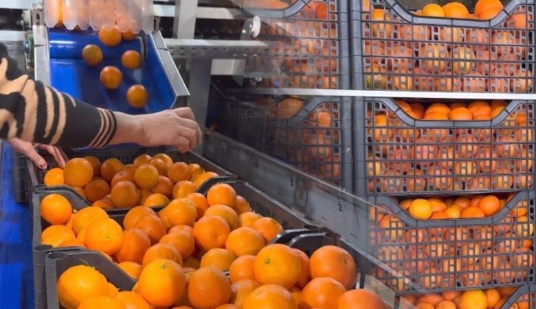 Shqipëri: Hodhën në treg 21 tonelata mandarina me pesticide që i refuzoi Kroacia, burg për tre të arrestuarit